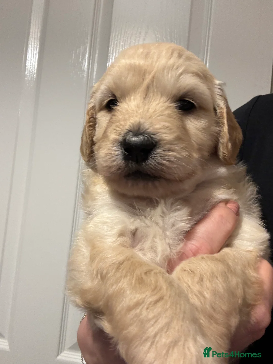 Goldendoodle dogs for sale: F1 Golden Doodles  - Advert 10
