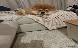 Chow Chow dogs for stud: 🐾 Simba – The Ultimate Cinnamon Teddy Bear! 🏆 - Image 13