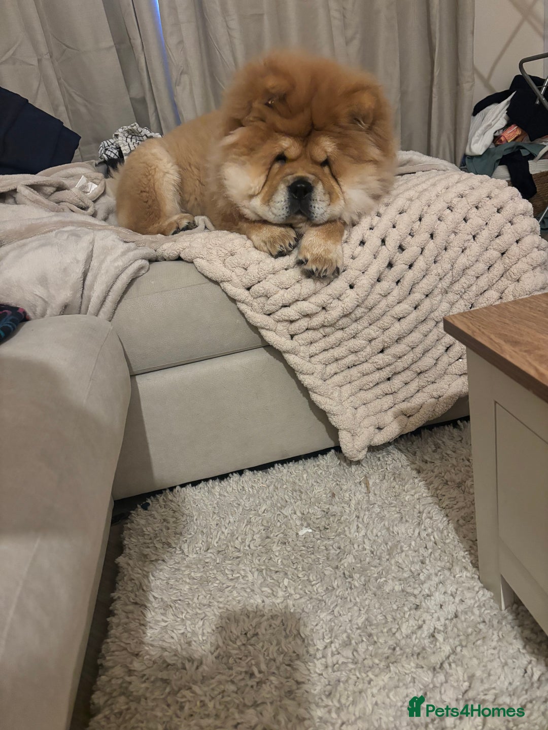Chow Chow dogs for stud: 🐾 Simba – The Ultimate Cinnamon Teddy Bear! 🏆 - Image 13