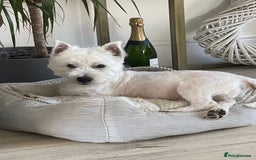 West Highland Terrier dogs for sale: KC registered west highland white puppues - Image 11