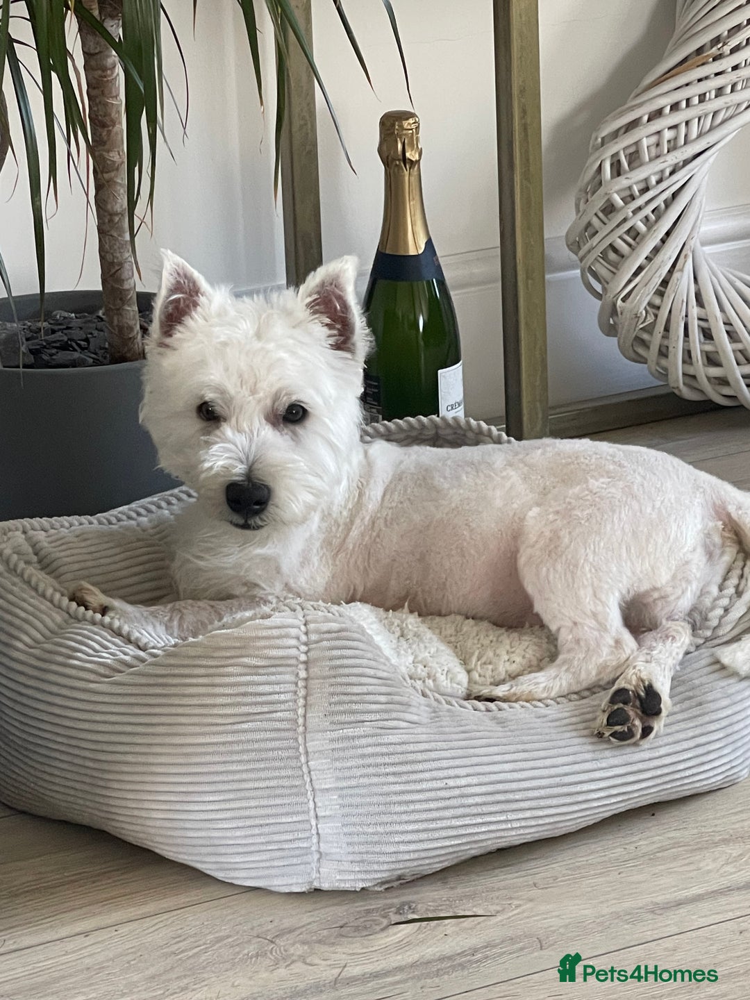 West Highland Terrier dogs for sale: KC registered west highland white puppues - Image 11