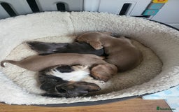 Dachshund dogs for sale: Short and long hair miniature dashund  - Image 2