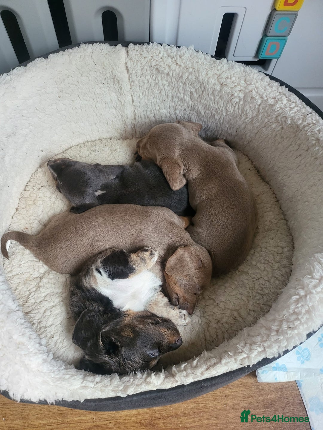 Dachshund dogs for sale: Short and long hair miniature dashund  - Image 2