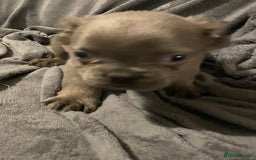 French Bulldog dogs for sale: Pedigree  French bulldogs ready to leave  - Image 19