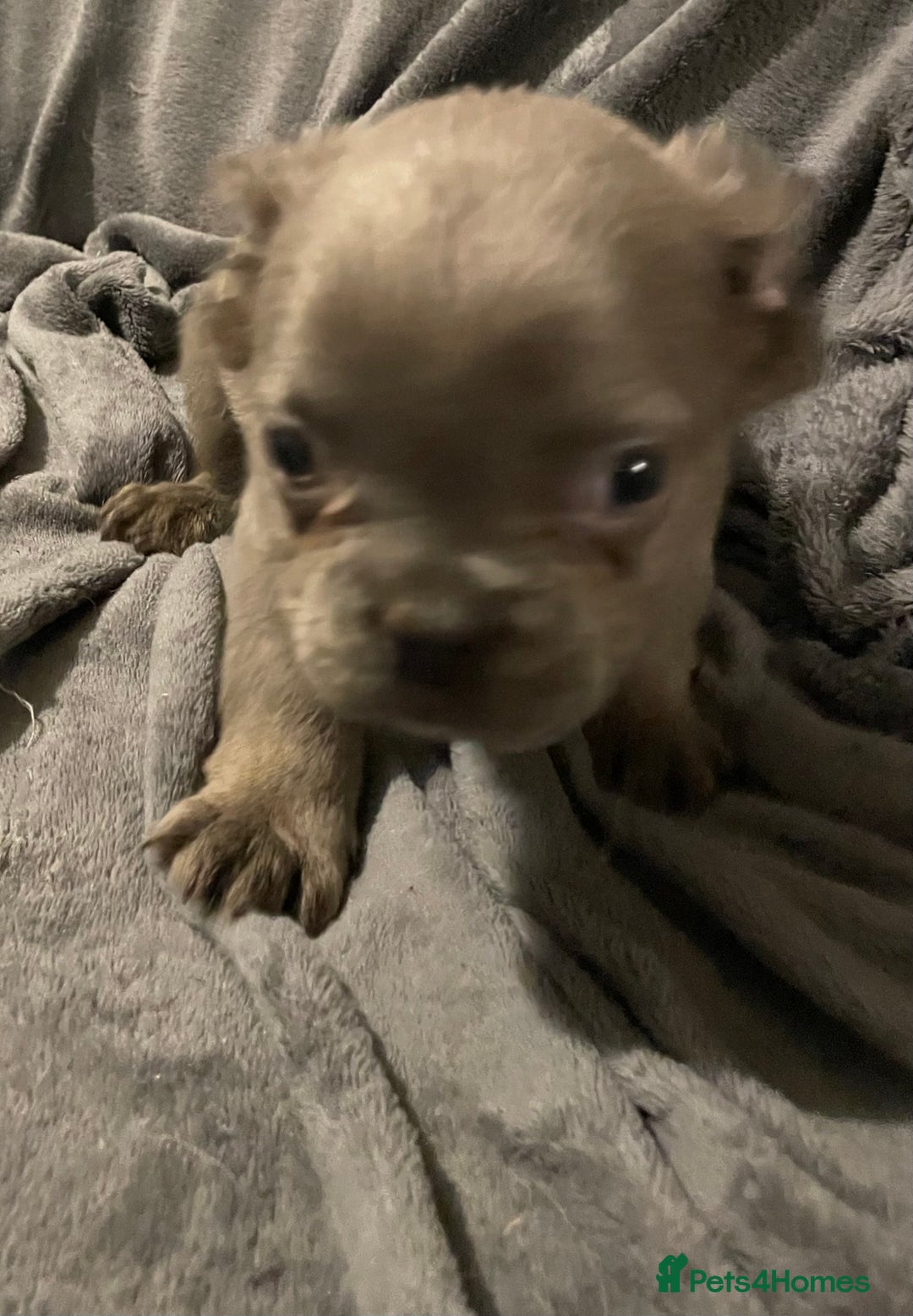 French Bulldog dogs for sale: Pedigree  French bulldogs ready to leave  - Image 19