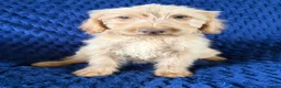 Labradoodle dogs for sale: Ready Now! Beautiful F1b Labradoodles  - Advert 20
