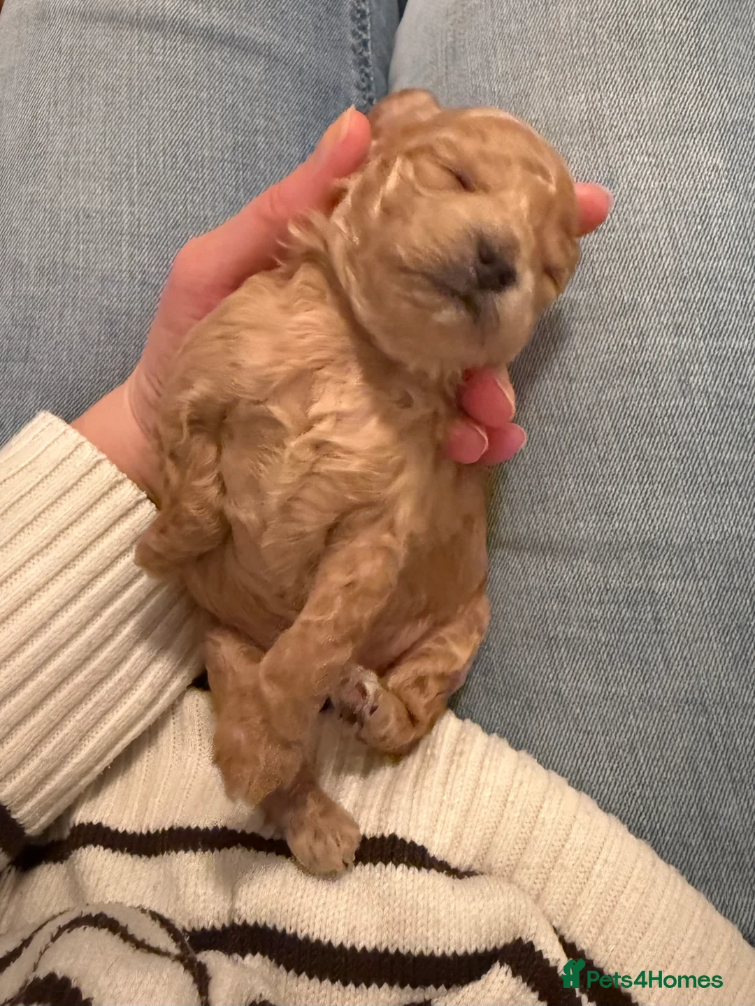 Lhasapoo dogs for sale: Lhasapoo pups (doodles) F1b  - Advert 23