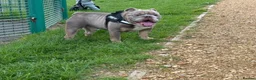 English Bulldog dogs for stud: 💚 KYLO 💚 - Advert 3