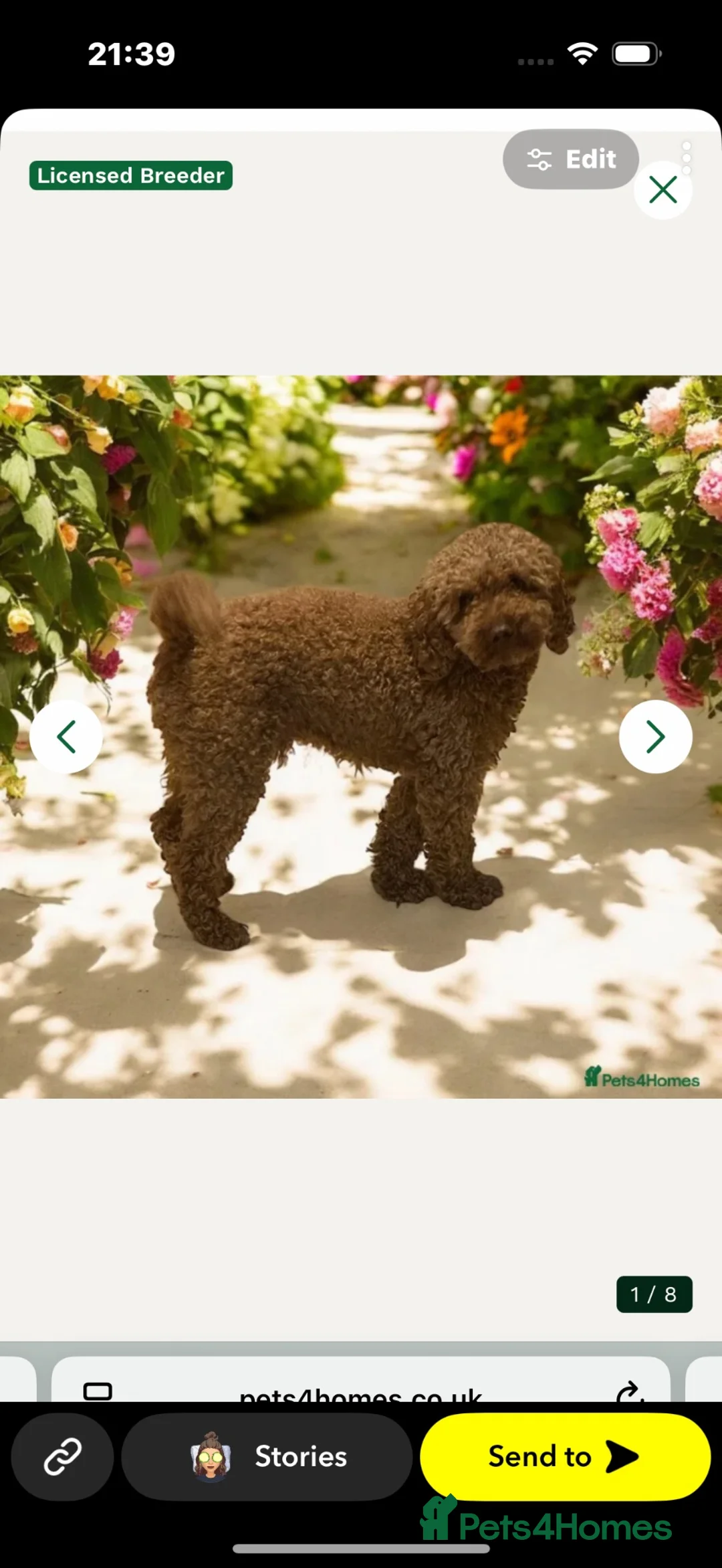 Cavapoo dogs for sale: Beautiful Cavapoo’s for sale  - Advert 4