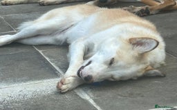 Mixed Breed dogs for adoption: Song - Norwich Norfolk  - Image 7