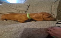 Dachshund dogs for sale: Adorable Dachshund Puppies for Sale - Image 2