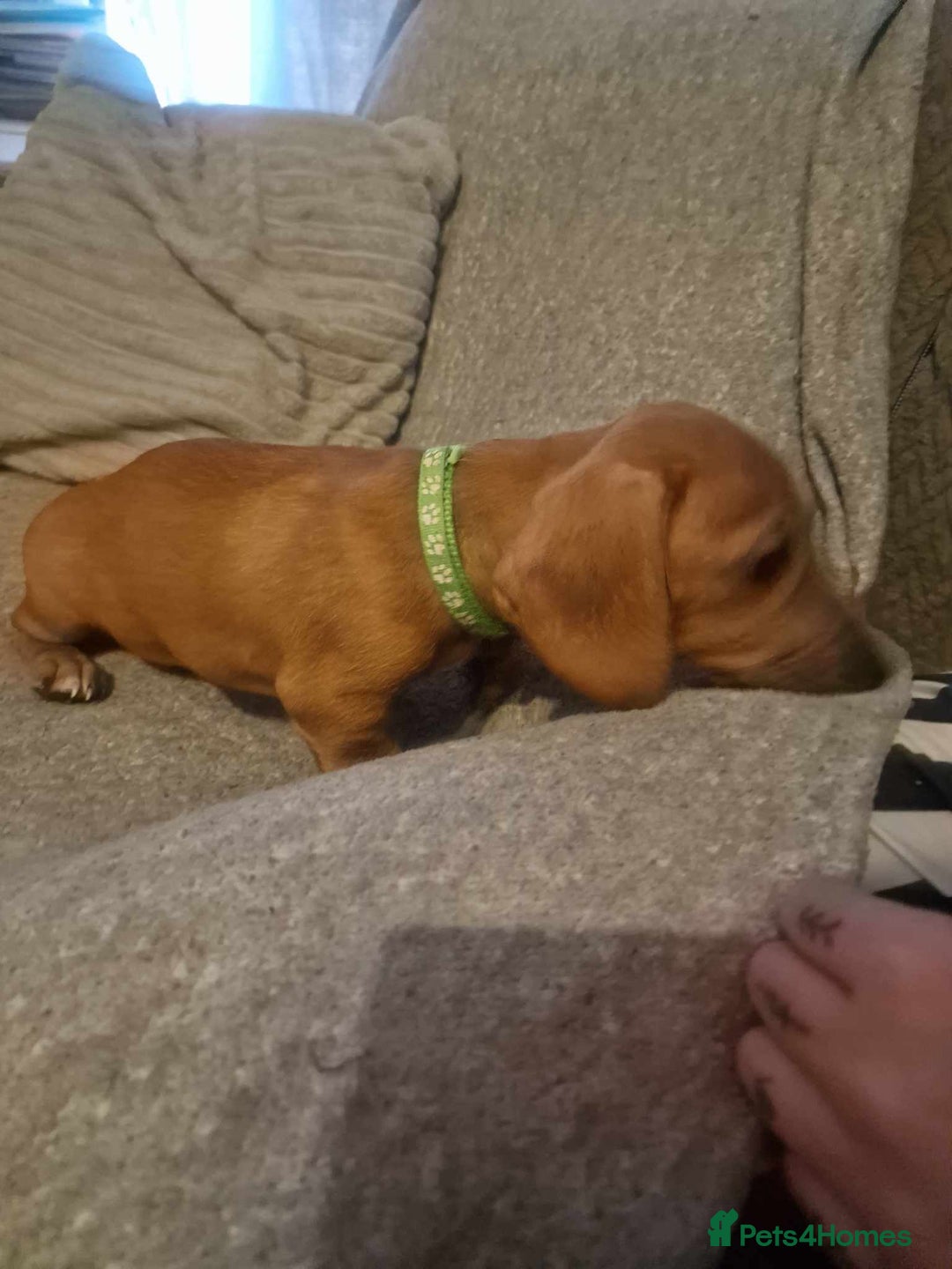 Dachshund dogs for sale: Adorable Dachshund Puppies for Sale - Image 2