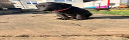 Mixed Breed dogs for sale: Bedlington whippets in Bishop Auckland - Advert 30