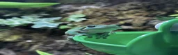 Frog reptiles for sale: Pair of whites tree frogs  in Bishop Auckland - Advert 2