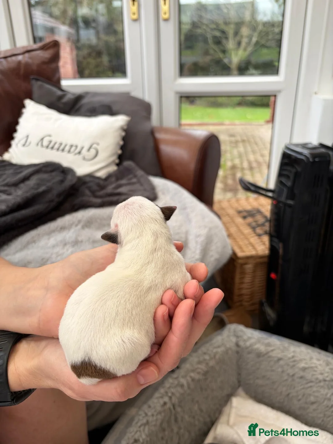 Jack Russell dogs for sale: Beautiful litter of 7 amazing Jack Russel puppies - Advert 16