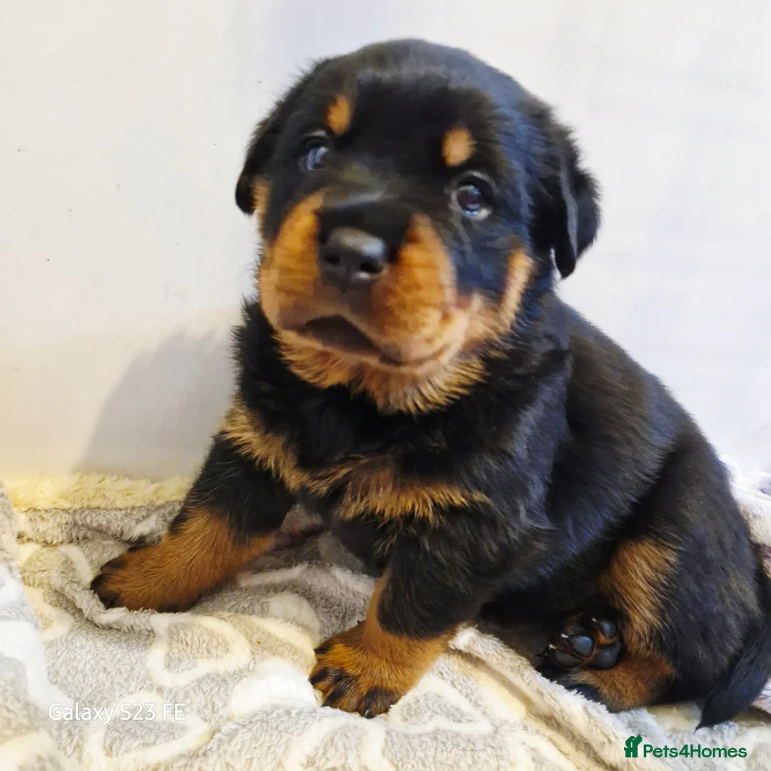 Rottweiler dogs for sale: LEGACY'S IN THE MAKING!! REX & MAGIC - Advert 5
