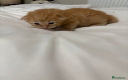 Bengal cats for sale: Beautiful bengal & 1 ginger  - Image 2