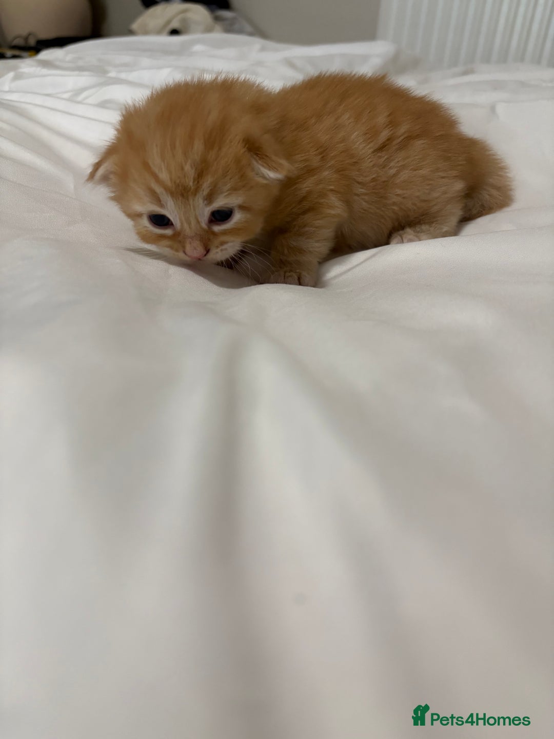Bengal cats for sale: Beautiful bengal & 1 ginger  - Image 2