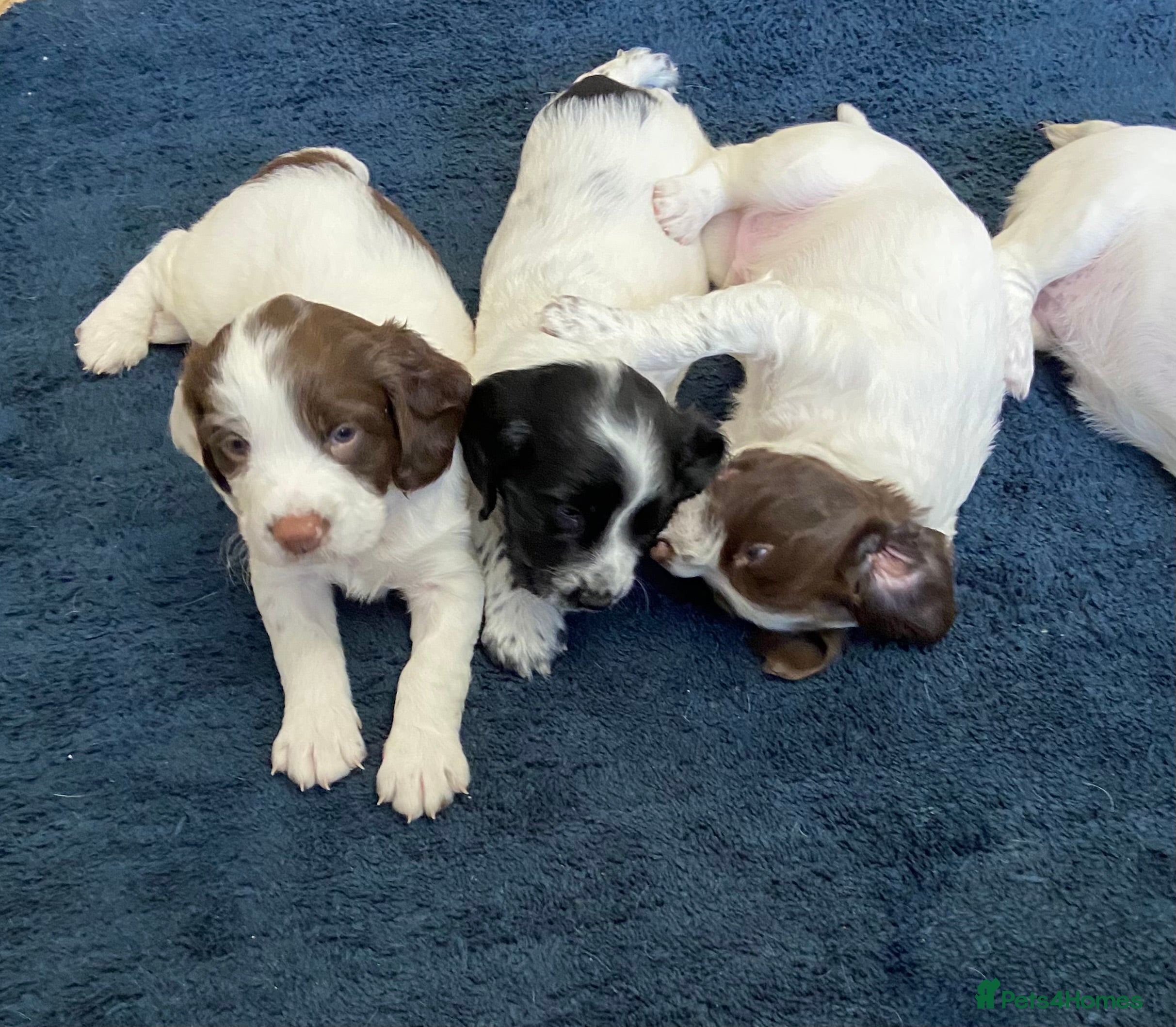 English Springer Spaniel dogs Adoreable English Springer Spaniel Puppies  - Advert 3
