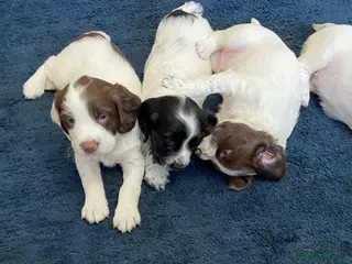 English Springer Spaniel dogs Adoreable English Springer Spaniel Puppies - Advert 3