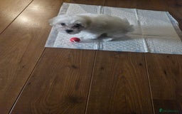 Bichon Frise dogs for sale: Bichon frise 10 week old - Advert 3