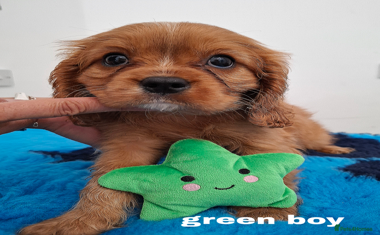 Cavalier King Charles Spaniel dogs - Advert 7