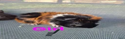 Guinea Pig rodents for sale: Mixed guinea pigs for sale - Advert 4
