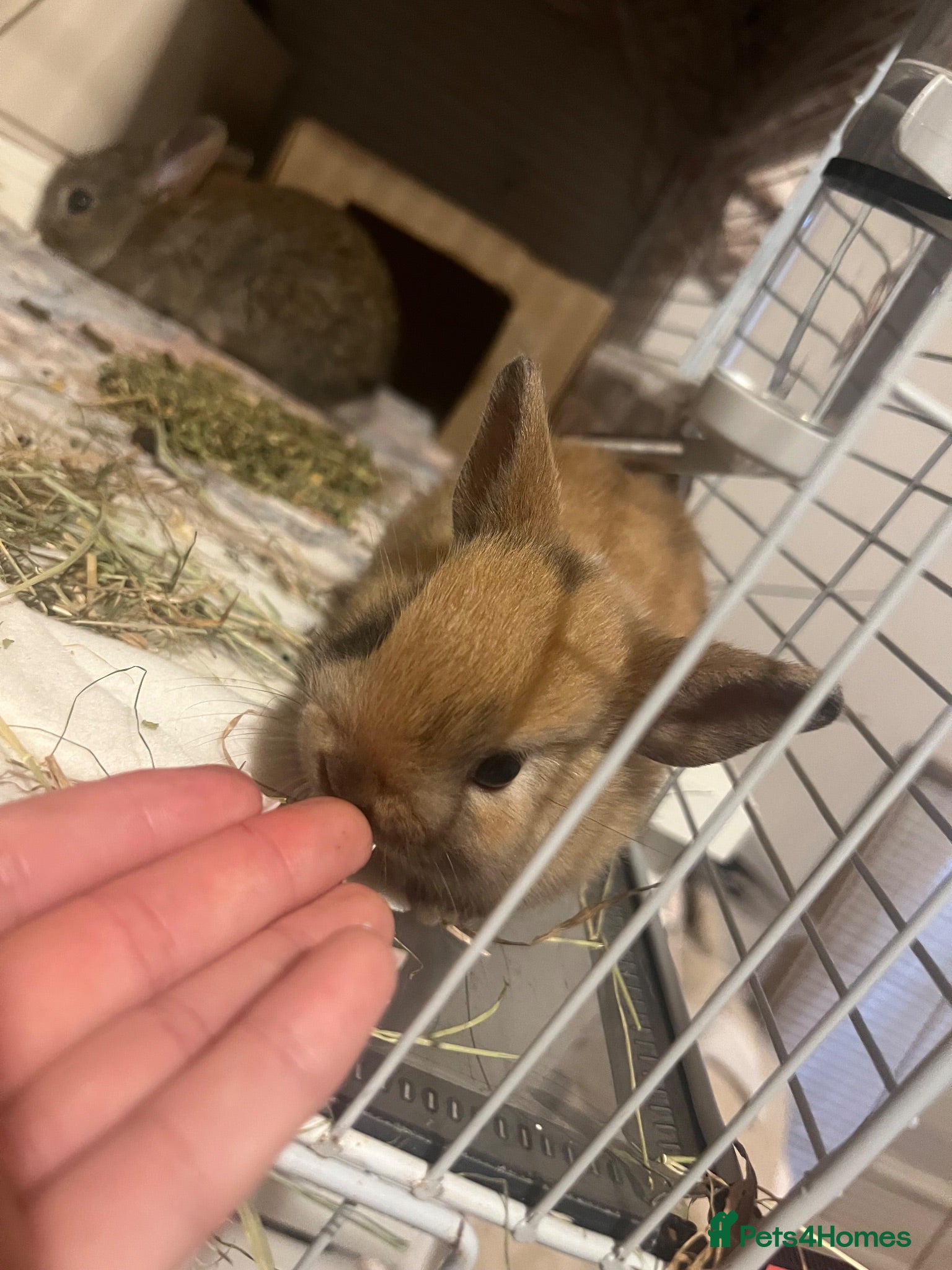 Mixed Breed rabbits Netherland dwarf / mini lop  - Advert 3