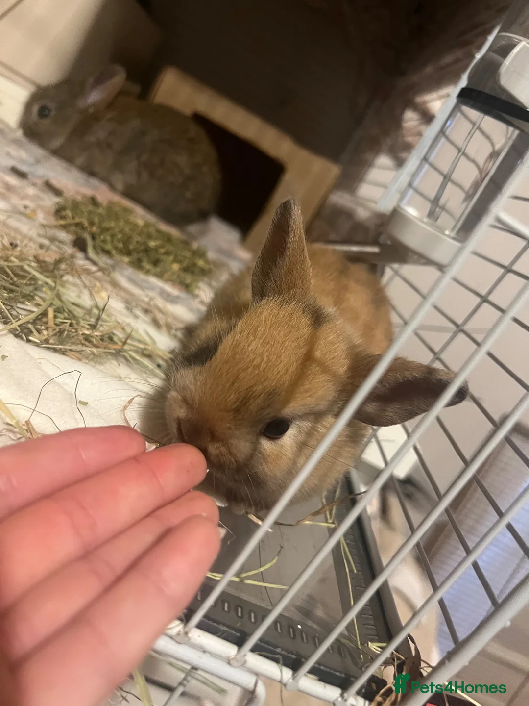 Mixed Breed rabbits for sale: Netherland dwarf / mini lop  - Advert 1