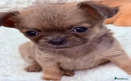 Chug dogs for sale: Teacup female long coat  - Image 1