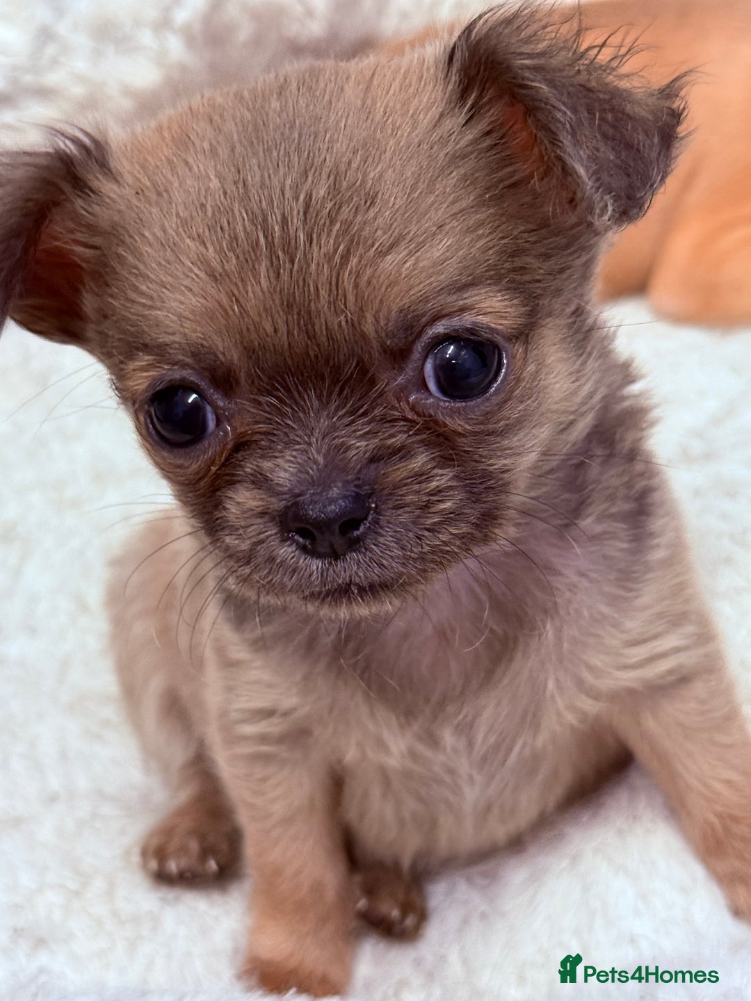 Chug dogs for sale: Teacup female long coat  - Image 1