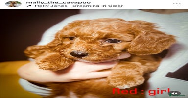 Cavapoo dogs - Advert 1