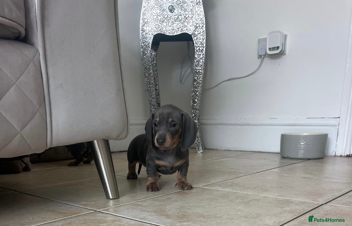 Miniature Dachshund dogs 💙Stunning last male 850💙 - Advert 1