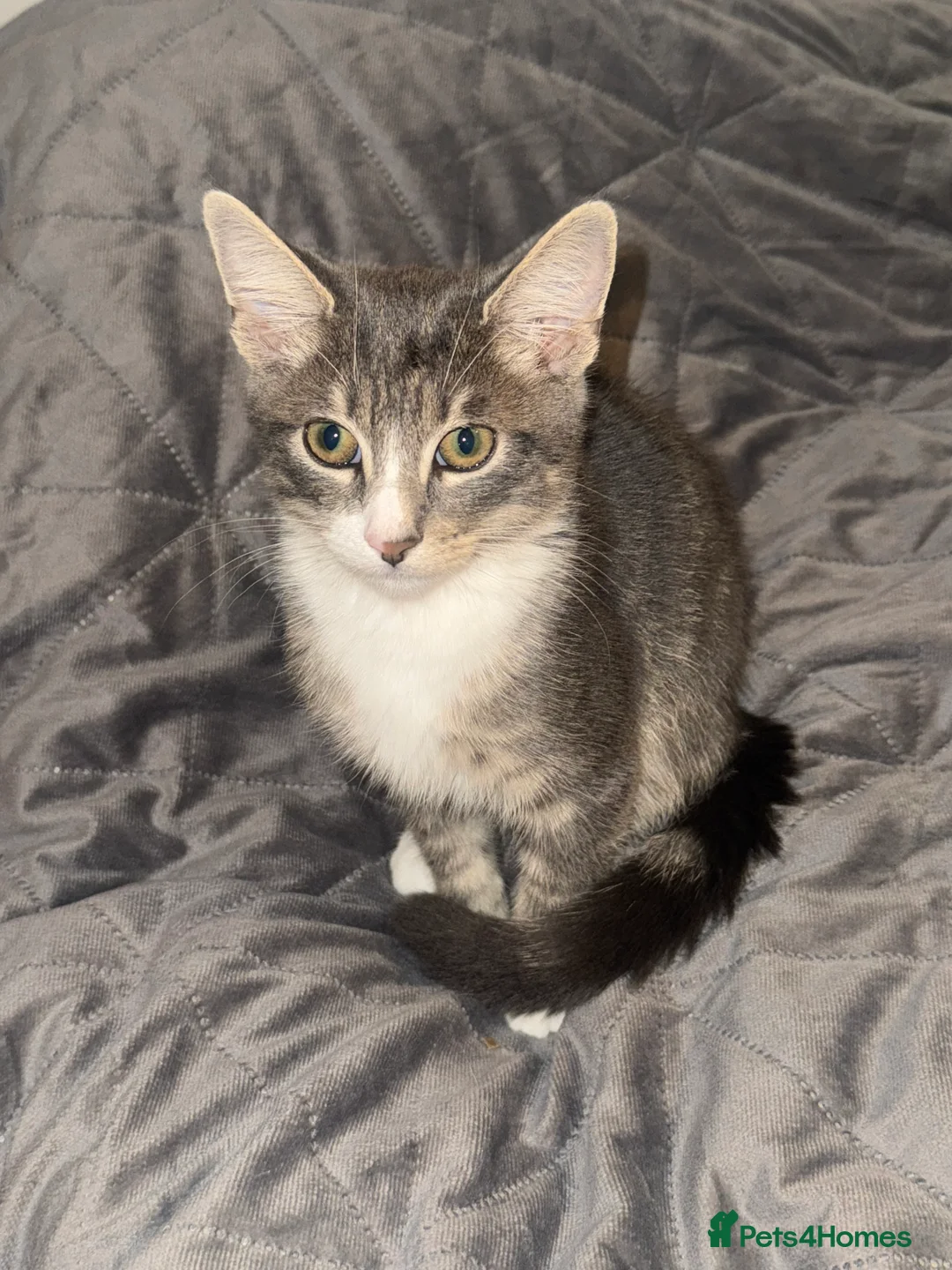 British Shorthair cats for sale: Grey tabby cat in South Shields - Advert 2