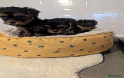 Yorkshire Terrier dogs for sale: Adorable Yorkshire terrier puppies available  - Image 14