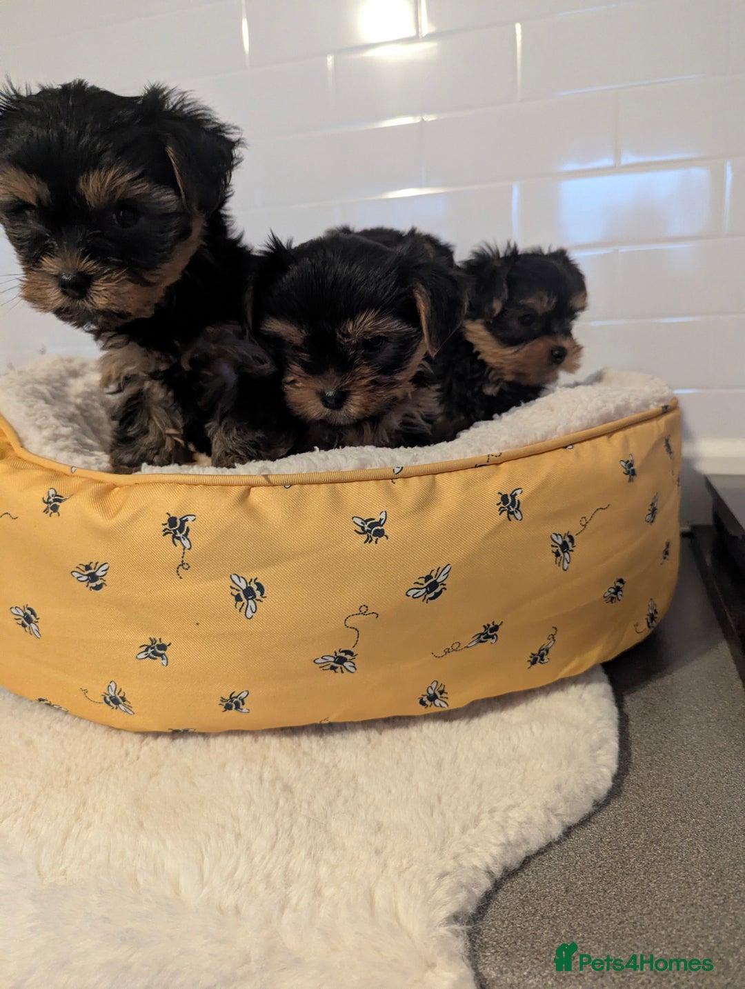 Yorkshire Terrier dogs for sale: Adorable Yorkshire terrier puppies available  - Image 14