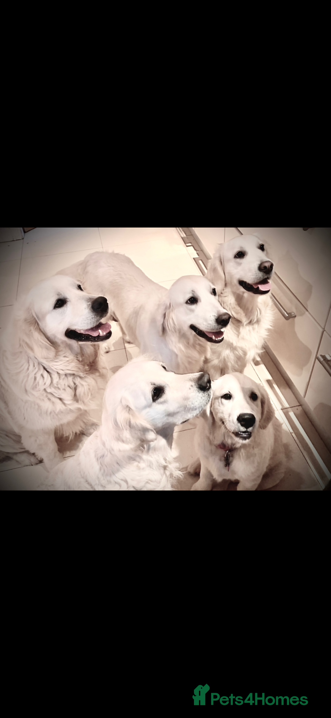 Golden Retriever dogs for sale: Health Tested Parents cream Golden Retriever Puppy - Advert 10