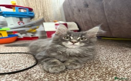 Maine Coon cats for sale: XL Russian Cubs ❤️🇷🇺  in Bradford - Image 9