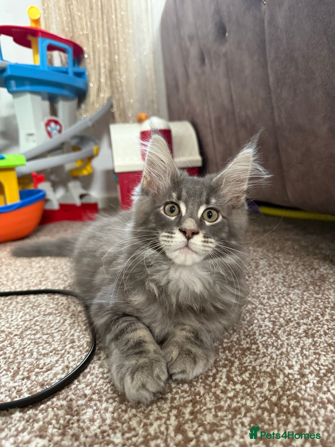 Maine Coon cats for sale: XL Russian Cubs ❤️🇷🇺  in Bradford - Image 9