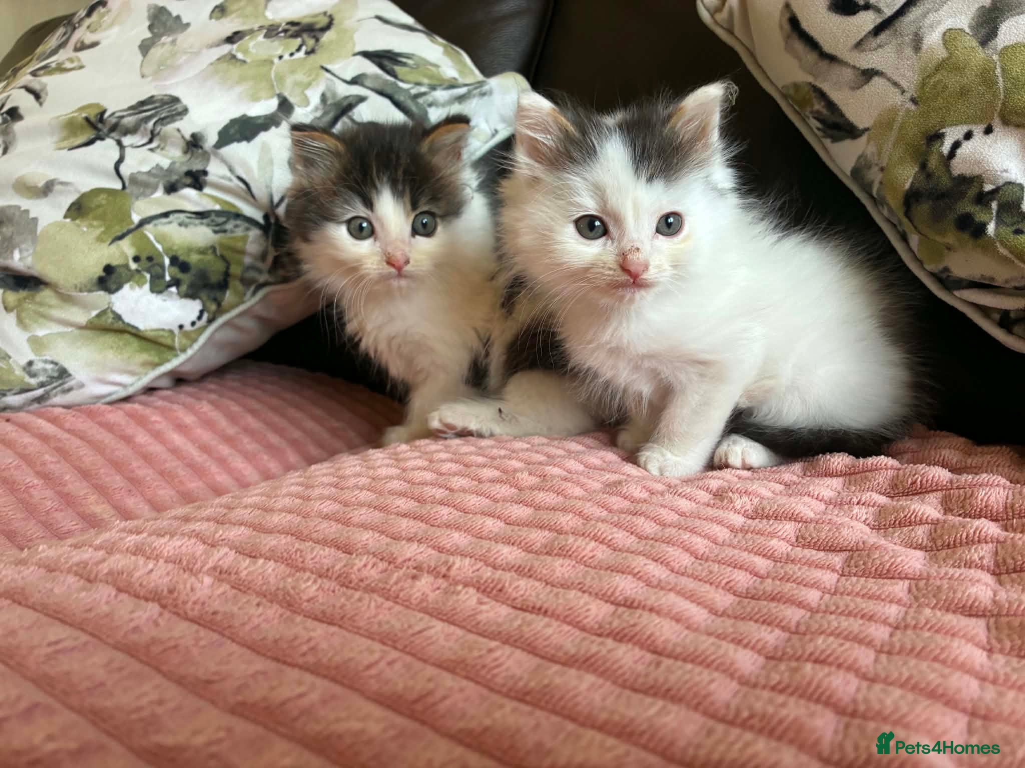 Mixed Breed cats Long haired Queen and Tom kitten for sale  - Advert 9
