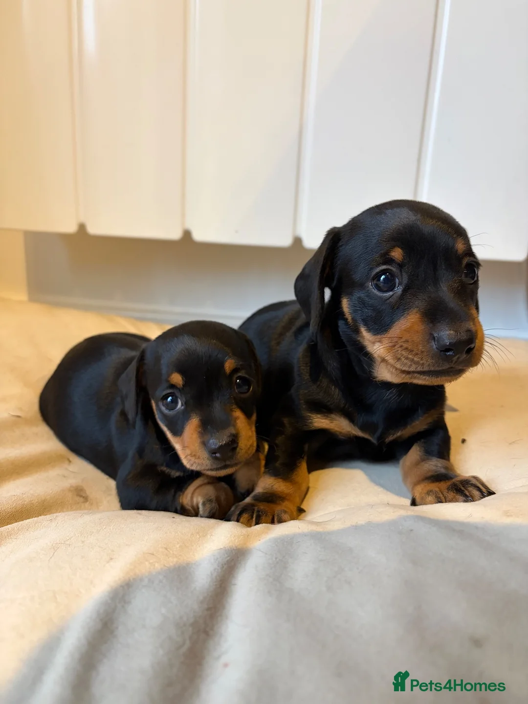 Miniature Dachshund dogs for sale: Black and Tan beautiful miniature dachshunds - Advert 2