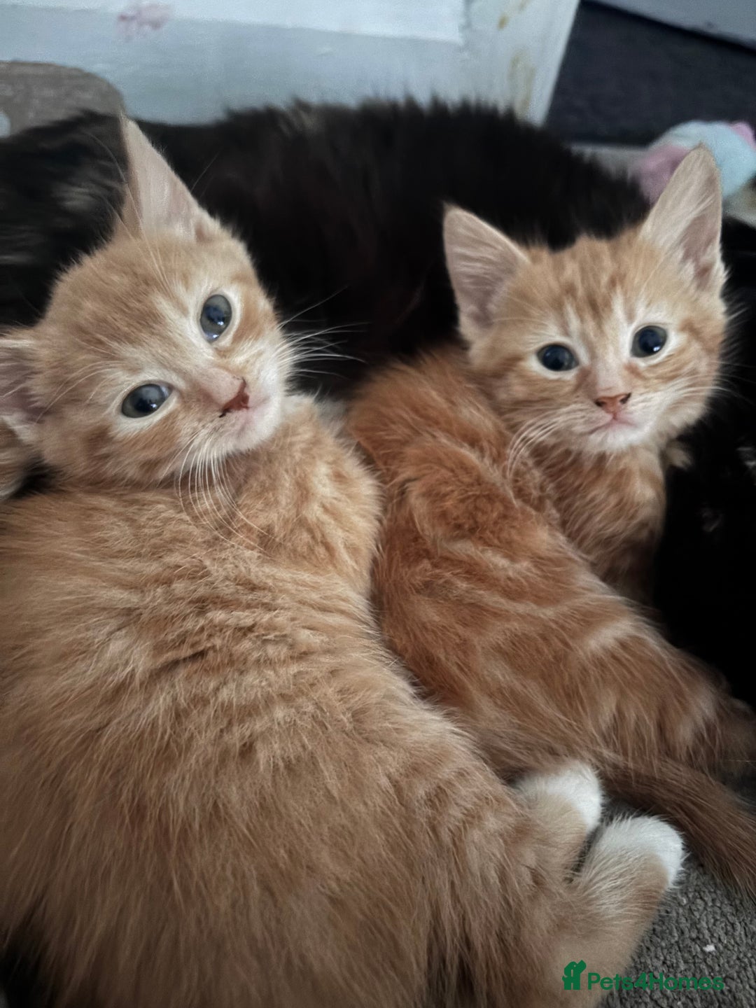 Mixed Breed cats for sale: Stunning Ginger Kittens Cuddly Boy & Playful Girl - Advert 4