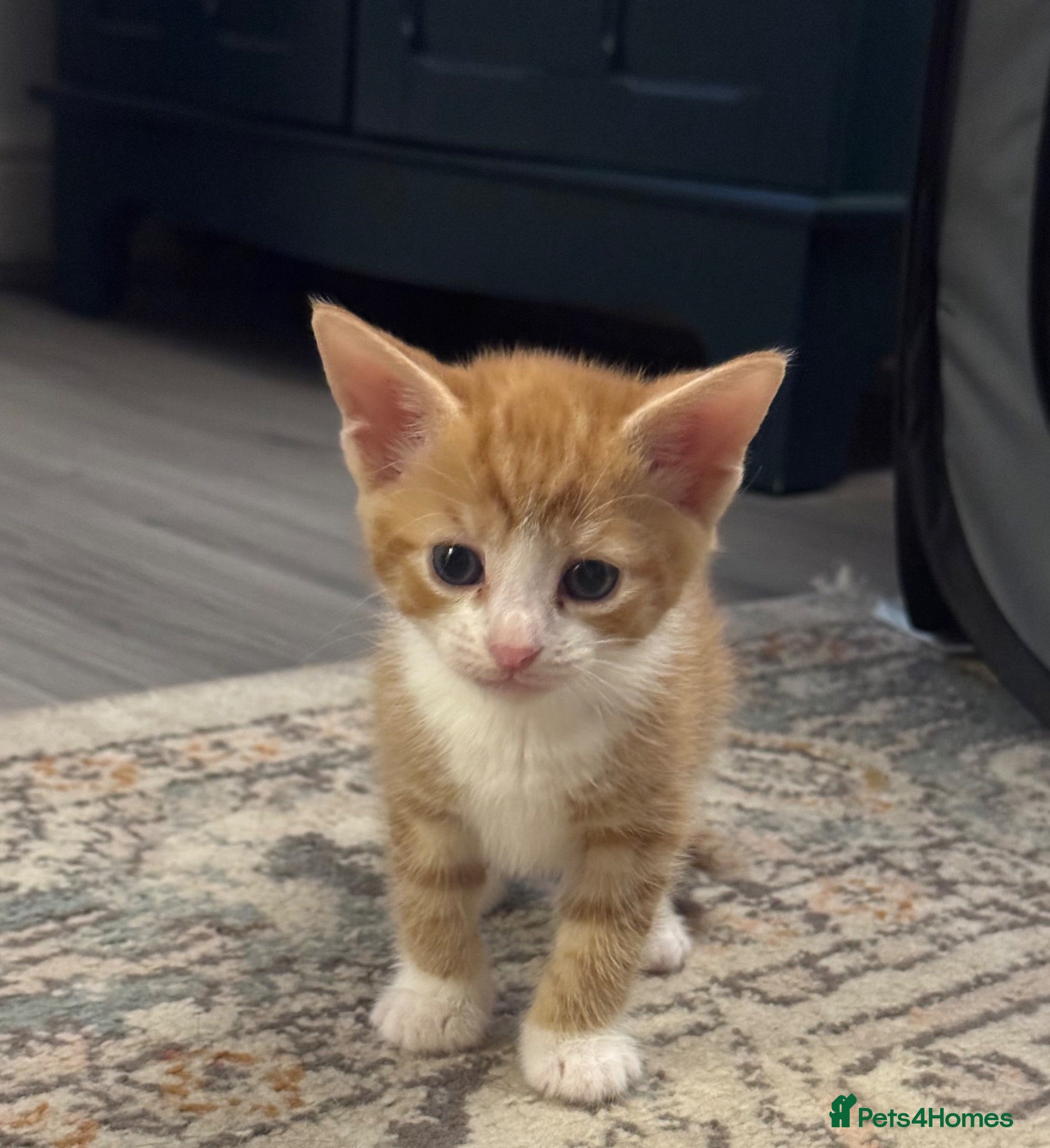 British Shorthair cats Kittens 🐱  - Advert 11