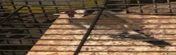 Finches birds for sale: Female gold finch  in Pinner - Advert 6