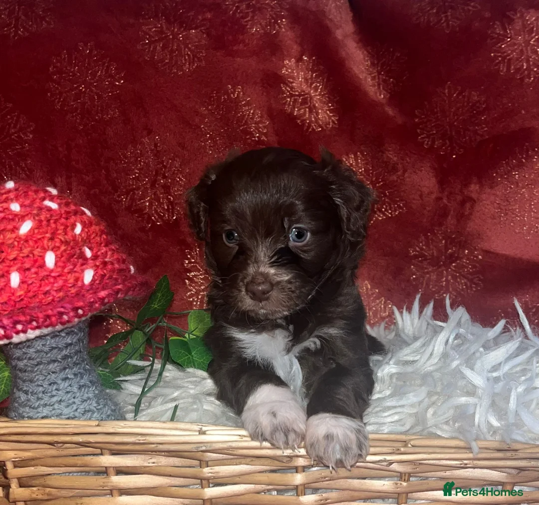 Cockapoo dogs for sale: Beautiful cockapoo puppies  - Advert 3
