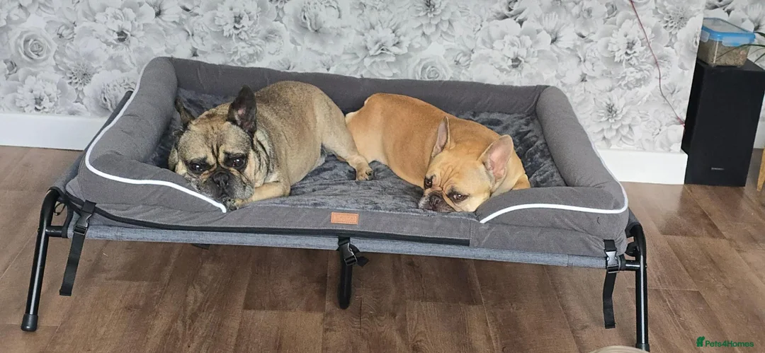 French Bulldog dogs for sale: 2 french bulldogs MUST STAY TOGETHER  - Advert 11