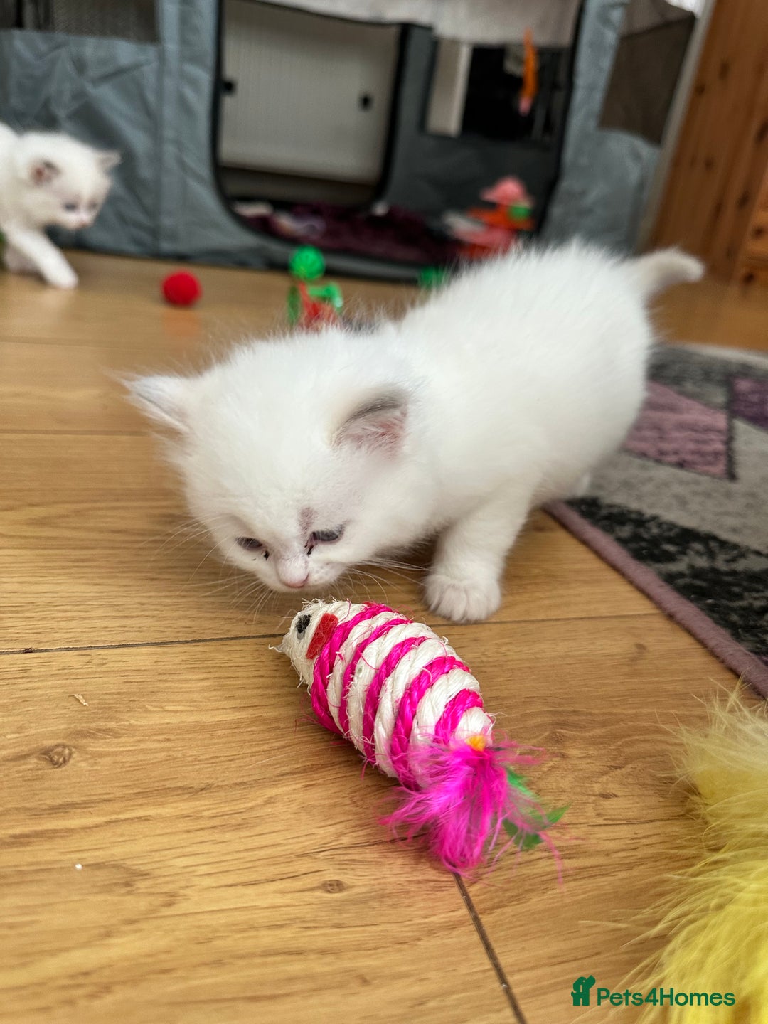 Ragdoll cats for sale: Gorgeous Litter of ragdolls ready 10/10/25 - Image 5