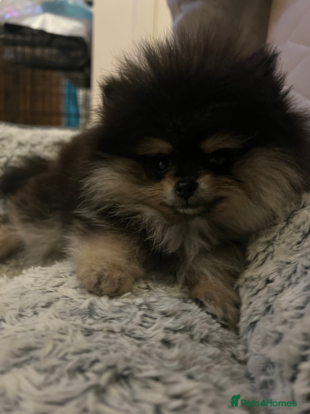 Pomeranian dogs for sale: Black and tan Pomeranian  - Image 2
