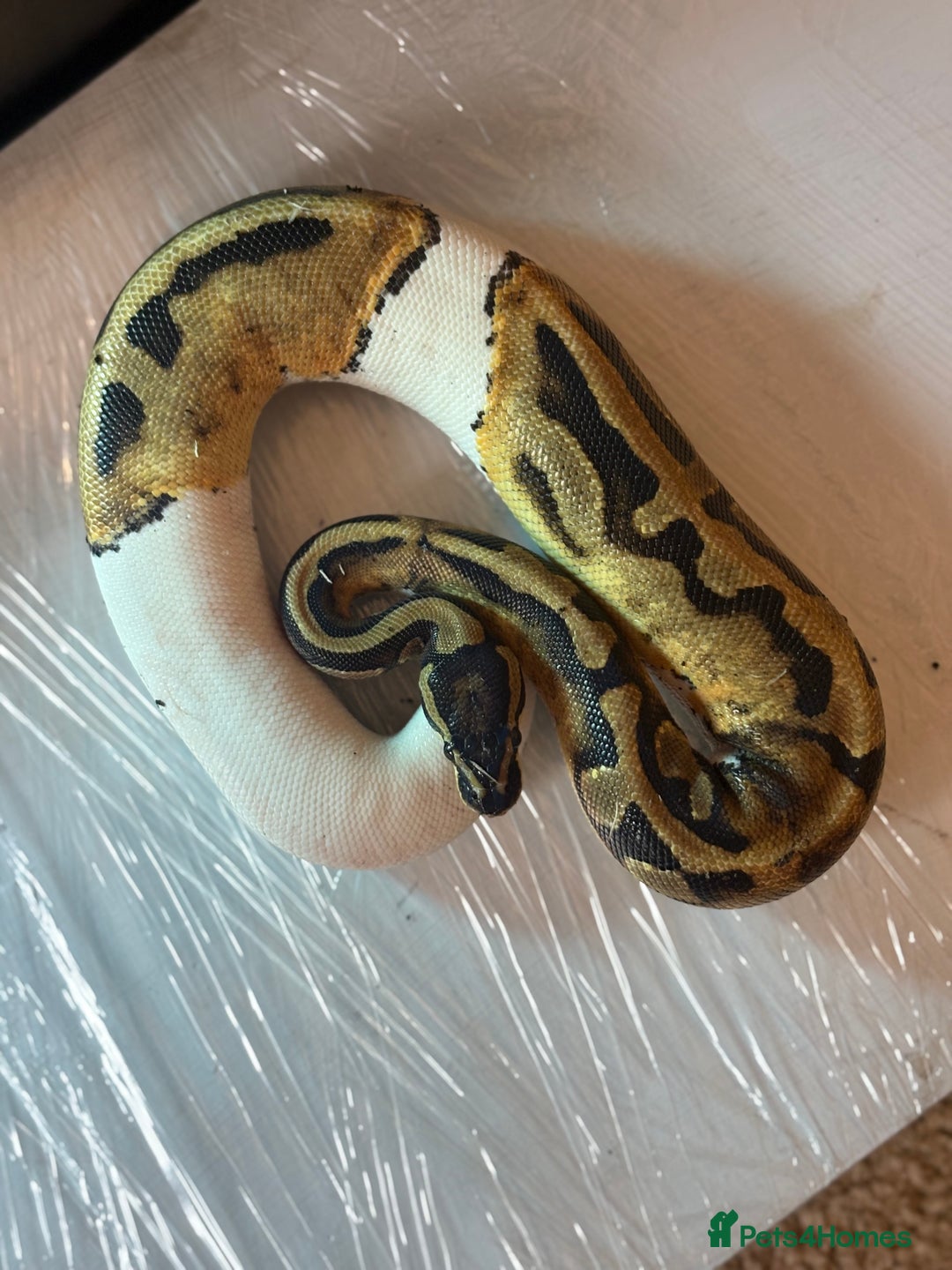 Python Snake reptiles for sale: CHECK DESCRIPTION !!! - Image 2