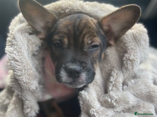 Mixed Breed dogs Frenchie/staffie girl pup for sale - Advert 1